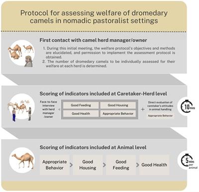 The first protocol for assessing the welfare of dromedary camels (Camelus dromedarius) kept under nomadic pastoralism